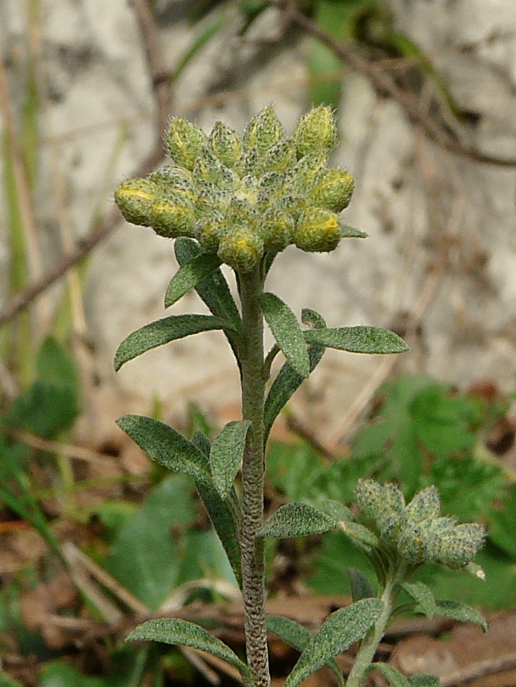 Alyssum montanum